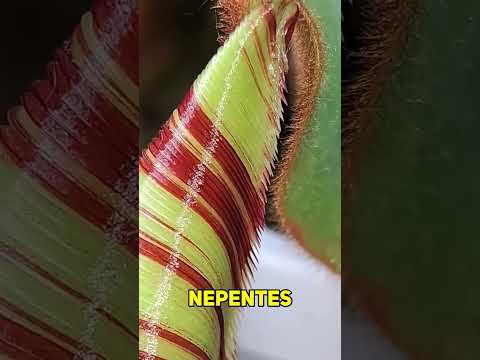 Esta PLANTA CARNÍVORA es ÚNICA 🤯