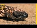 Gila Monster Habitat and Adaptations
