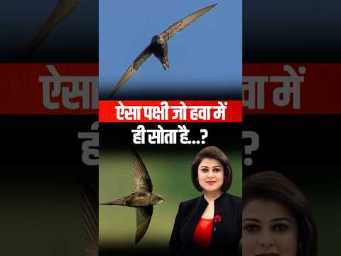 या आप जानते हैं? यह पक्षी हवा में ही सोता है!😳🤯 #AmazingFacts #nidhivasandani