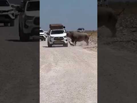 Rhino smashes up <strong>safari</strong> car in Namibia