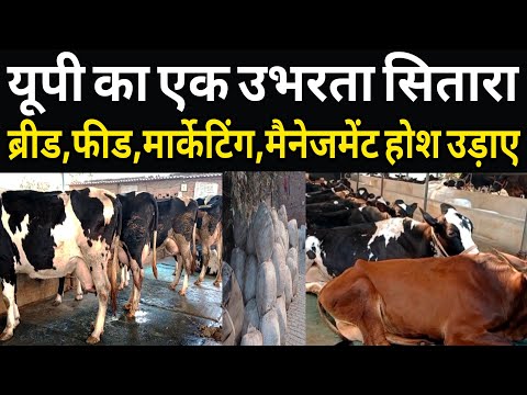 यूपी का उभरता हुआ सितारा,फीड,ब्रीड मैनेजमेंट होश उड़ाए/#dairyfarm up/dairy farm management up ||