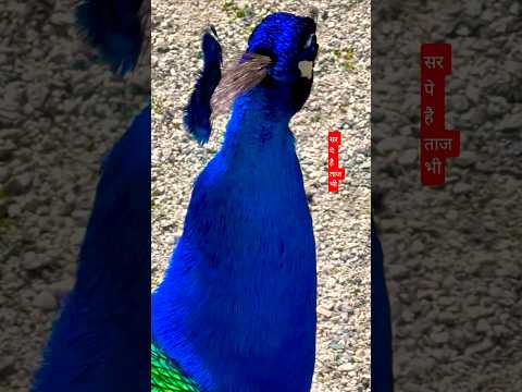 Ichak dana /peacock dance🦚 #viralshort #birds #song #ytshorts #nature #birdsong #peacockdance #ichak