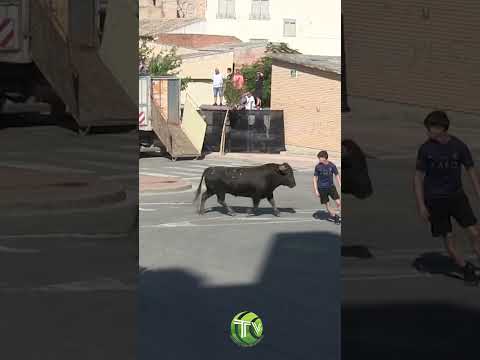 😳 TOREA al ENORME TORO sin CORRER, ¡ANDANDO!