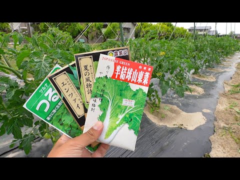 夏でもできる白菜!?「山東菜」知ってますか？夏でも栽培できる葉物野菜５選