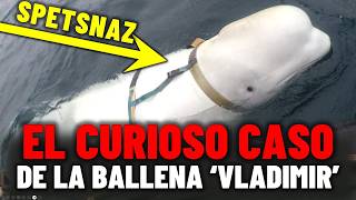 🐬 ¿Rusia entrena BALLENAS espía? Uso de mamíferos marinos en la guerra moderna