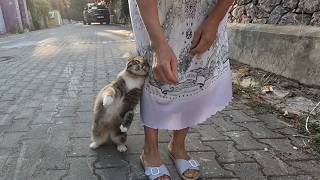 The Reaction of the Street Cat I Feed Every Day When She Sees Me