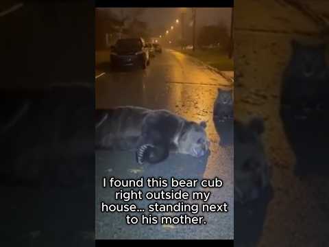 He Saved a Baby Bear… One Year Later, This Happened