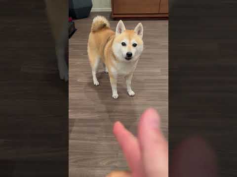 違う、そうじゃない #shibainu #dog #柴犬 #shiba #犬 #柴犬のいる暮らし