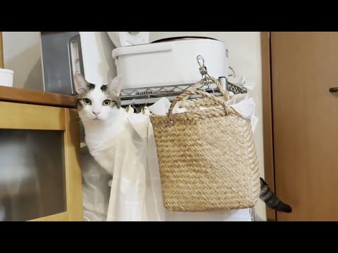 飼い主の忘れっぽさが魅力の猫・豆大福のかわいい物語 サムネイル