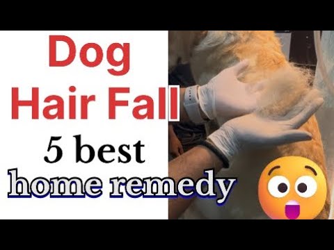 “Hair Fall Control in Dogs – Sirf 5 Simple Ghar ke Nuskhe! 🏠🐾”