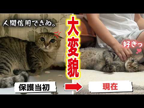 甘えることが苦手だった臆病な元野良猫がお返事上手の甘えん坊になるまでの記録【野良猫から家猫へ】