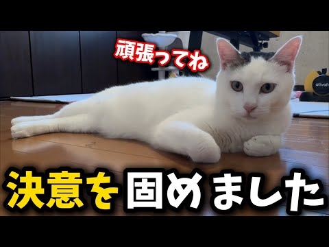 猫の動画サムネイル - なかなか保護出来ない子猫について勝負に出ようと思います