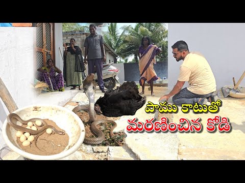 #Indian #sprectacled cobra snake పాము కాటుతో మరణించిన కోడి