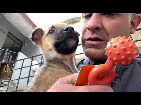 Otra perrita salvada de los peligros de las calles..