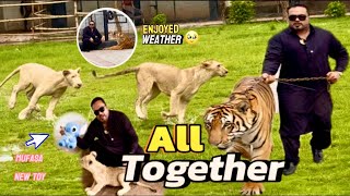 Lions’s & tiger’s enjoying rainy weather 🥹Mufasa Kay liay new toy a gaya 😍(mian saqib)