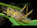 Life Cycles of Butterfly and Grasshopper
