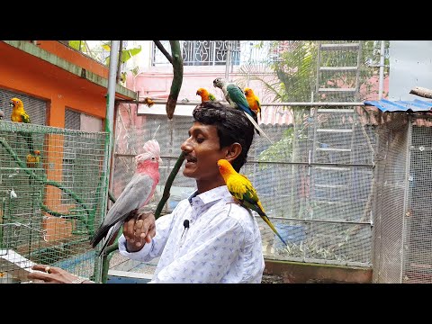 Manka Finally Got Her Eye-opening New Mate / Surprising Tame Talking Birds In My Exotic Bird Farm.