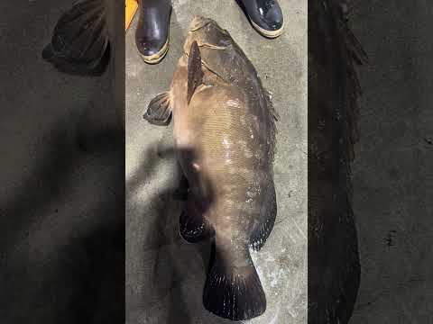 これがハイクオリティなクエ vol.724