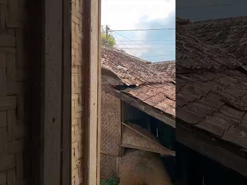 Fenomena tanduk domba melayang #riaab22 #trendingshorts