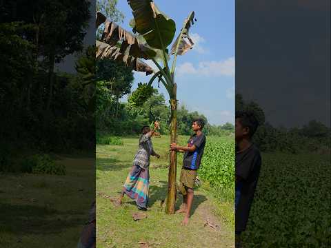 (Ep-2657)Funny video 🌴banana harvest🍌#shorts #viral #fun