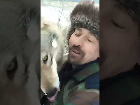 The Wolf Came Back to Say Goodbye #shorts