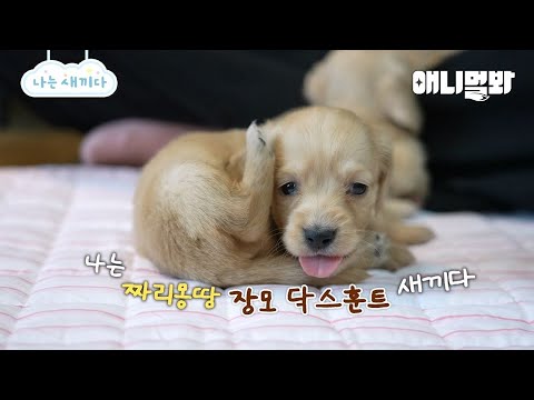 나는 태어난 지 한 달 된 장모 닥스훈트 새끼다 [애니멀봐 나새끼 97호]ㅣI’m A Month Old Long-haired Dachshund Puppy [97th Lead]