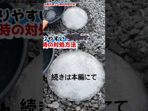 世界一わかりやすい水面が凍った時の対処方法と氷の下のメダカの様子『続きは本編にて』 #媛めだか #メダカ