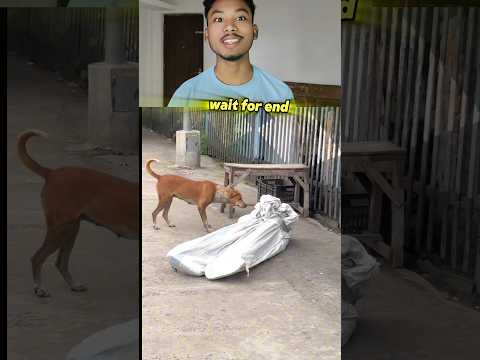 Dog Reaction🦮 #public_reaction #pkbishalroy #trending 🤣