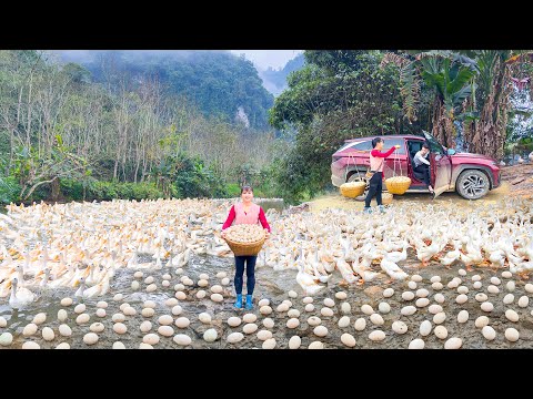 Harvesting Lots of Eggs at the Super Egg Duck Farm - The Kind Man Gives Ride | Free Bushcraft