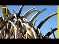 Elephant Conservation and Ivory Trade