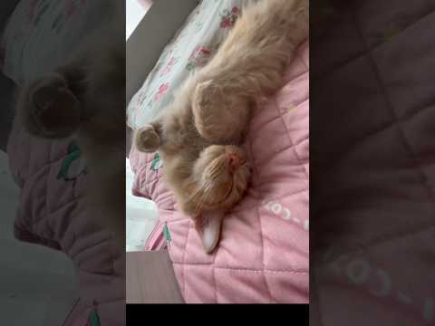ベッドで熟睡する子猫はこちら　サイベリアン女の子　生後5ヶ月 #cat #子ネコ #スコティッシュフォールド #子猫 #猫のいる暮らし #癒し