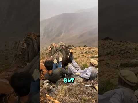 Are They Destroying Nature ?