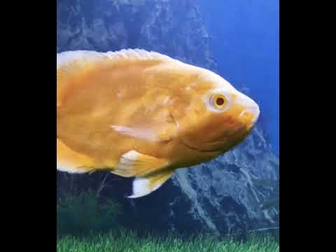 lemon oscar fish in aquriam - aquiram beautiful fish- oscar fish-oscar fish tank setup-chinna vlogs-