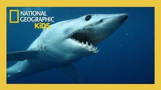 Sharks Gone Viral Full Episode 🦈 | @natgeokids