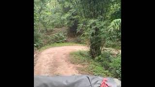 jk male tiger sighting on the road 🐅🐯😍Rukhad gate Pench national park#tiger #tigerspotted #animals