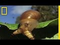 Behavior and Life Cycle of Parasitic Worms