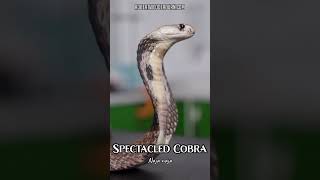 Spectacled Cobra Experts Share AMAZING Facts
