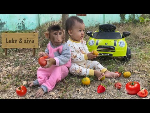 Luby Monyet Lucu Pergi Mengembala Sapi di Padang Rumput yang Hijau
