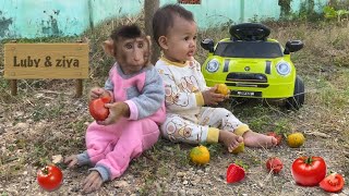 Luby Monyet Lucu Pergi Mengembala Sapi di Padang Rumput yang Hijau