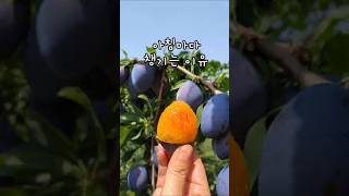 아직도 못드셔보셨나요?
