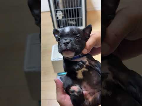 生後45日目・見学予約開始!ライブ ハイライト