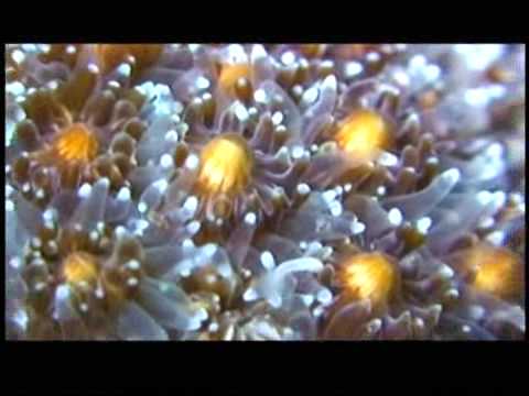 珊瑚產卵海底畫面 - YouTube