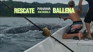 "¡Increíble! Hombre Se Lanza al MAR para SALVAR a una BALLENA atrapada en Peligro"