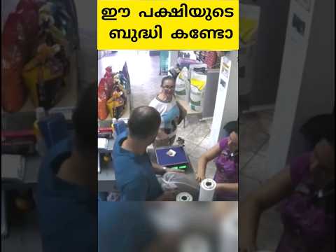 ഈ പക്ഷിയുടെ ബുദ്ധി കണ്ടാൽ നിങ്ങൾ തീർച്ചയായും ഞെട്ടും #shorts #trending #facts #thoppi