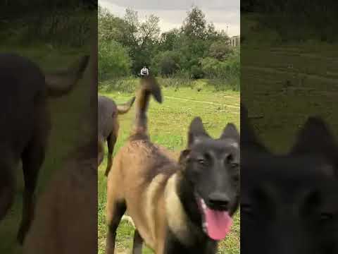 #malinois #dog #كلاب