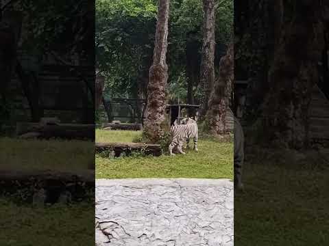 #White tiger # rear species