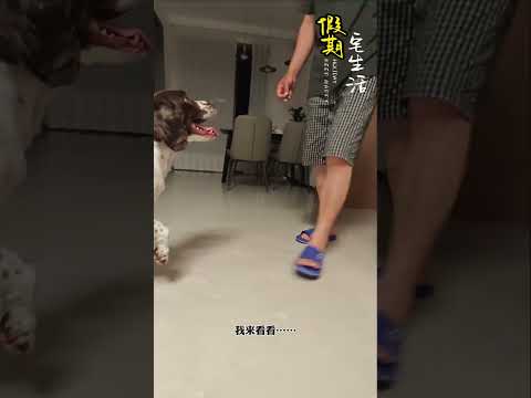 仔仔:这事儿道歉不管用,得食疗…… #shorts #funny #pets #搞笑 #萌宠