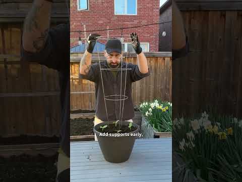 Growing cucumbers at home is easier than you'd think
