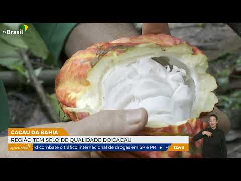 Cacau da Bahia é tema do Caminhos da Reportagem deste domingo