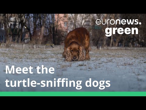 These 'turtle dogs' are helping to save a threatened species from extinction These 'turtle dogs' are helping to save a threatened species from extinction